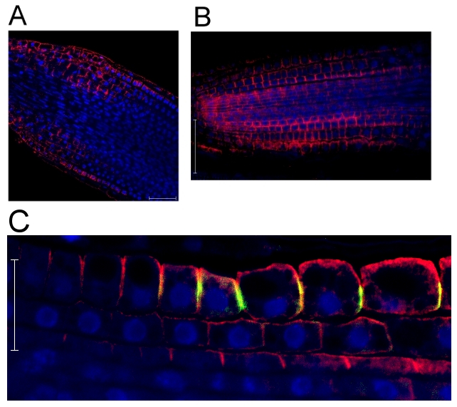 western blot localization using H+ATPase antibodies